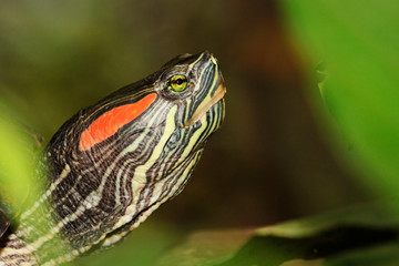 red-eared tortoise large portrait