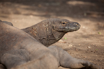 Komodo dragon lying/walking at Komodo Island, Indonesia