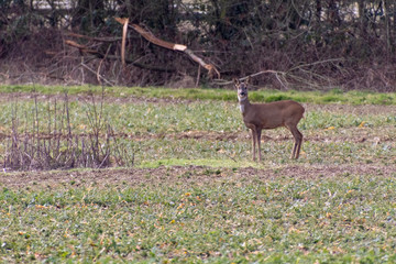 Red Deer (Cervus elaphus) in a field near East Grinstead