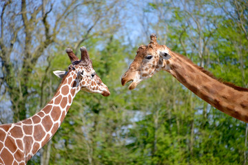 Closeup two giraffes (Giraffa camelopardalis) on green foliage background