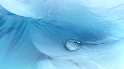 Water drop on a feather macro soft blue background