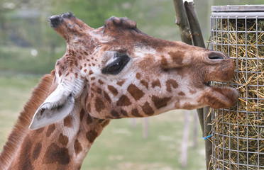 Close up of the head of a giraffe eating hay in the zoo