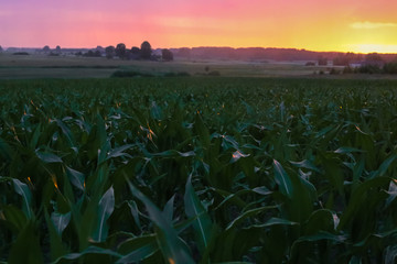 Cornfield lit by beautiful orange red sunset or sunrise. Lithuanian landscape in summer at blue hour.