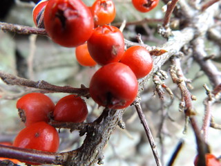 red berries on branch