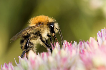 Ackerhummel