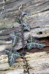 Edera hedera helix rampicante su corteccia di albero