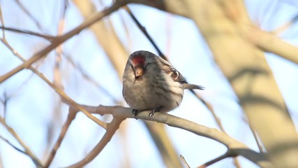 spring bird sitting on a branch in the sun