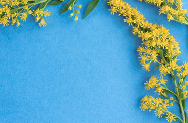 Summer yellow wild flowers on blue background. Springtime floral