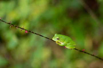 シュレーゲルアオガエル