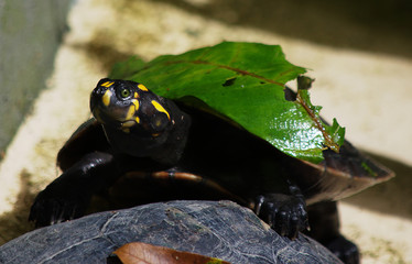 The nature inside an enclosed park in the city of Manaus, Amazonas-Brazil, with animals and vegetation of the Amazon.