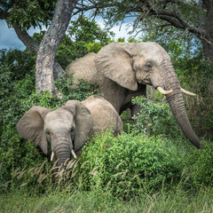 Elephants in Kruger National Park, South Africa.