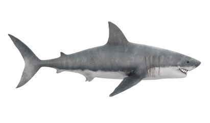Fototapeta premium Wielki biały rekin na białym tle