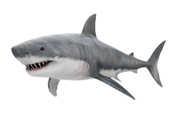 Fototapeta premium Great White Shark Isolated