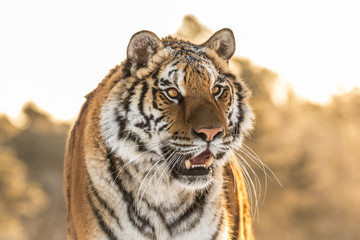Amazing Siberian Tiger female on sunny winter day. Gorgeous, dangerous and endangered animal. Powerful, majestic and beautiful predator. In its own environment, cold winter, snow, trees.