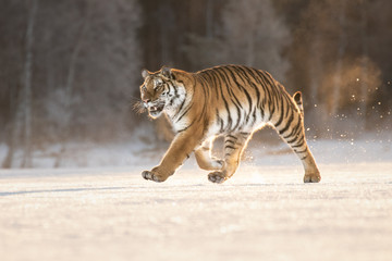 Fototapeta na wymiar Amazing Siberian Tiger female on sunny winter day. Gorgeous, dangerous and endangered animal. Powerful, majestic and beautiful predator. In its own environment, cold winter, snow, trees.