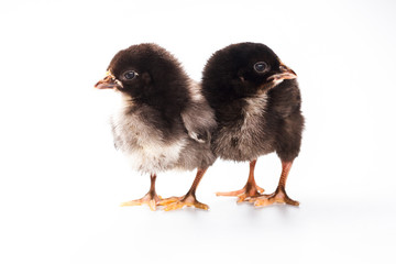 two black chicken on white background