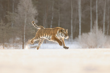 Obraz na płótnie Canvas Amazing Siberian Tiger female on sunny winter day. Gorgeous, dangerous and endangered animal. Powerful, majestic and beautiful predator. In its own environment, cold winter, snow, trees.