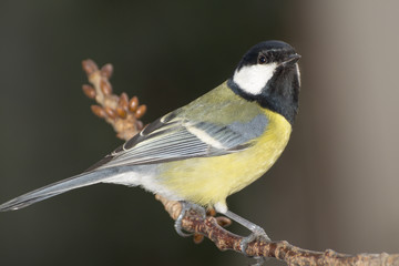 Great tit (Parus major) on a branch cherries. East Moravia. Europe.