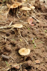 Organic fresh mushrooms with nature in garden