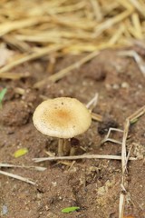 Organic fresh mushrooms with nature in garden