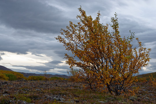 Zwergbirke (Betula nana), Island