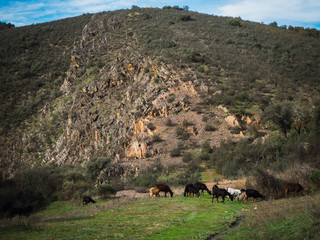 a herd of goats grazing on the mountain