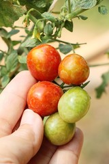 Fresh tomatoes on the tree in garden