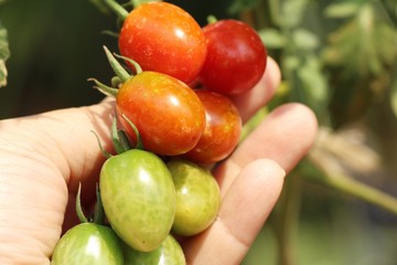 Fresh tomatoes on the tree in garden
