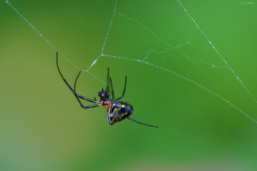 spider on the cobweb