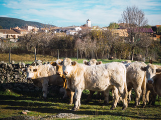cows grazing in a rustic village in Toledo, Spain