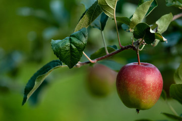 Apple on a sunny day in fruit garden.NEF