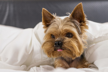 A dog in a white blanket in bed, a Yorkshire terrier