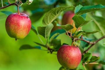 Obraz premium Apple on a sunny day in fruit garden.NEF