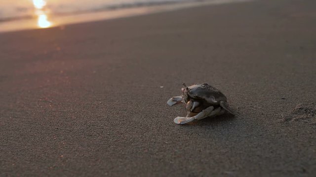 Sand crab  at sunset on the sandy beaches