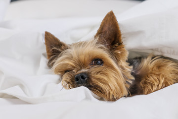 A dog in a white blanket in bed, a Yorkshire terrier