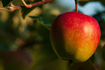 Apple on a sunny day in fruit garden.NEF
