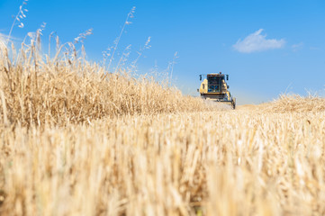 Obraz premium Harvester performing mowing tasks in the field.