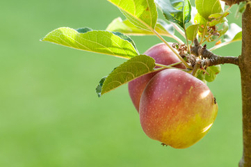 Apple on a sunny day in fruit garden.NEF