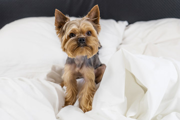 A dog in a white blanket in bed, a Yorkshire terrier