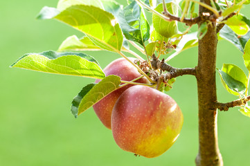 Apple on a sunny day in fruit garden.NEF
