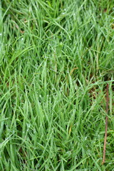 water dew drop on green grass garden