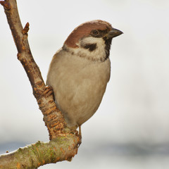 Tree sparrow on the branch. East Moravia. Europe.
