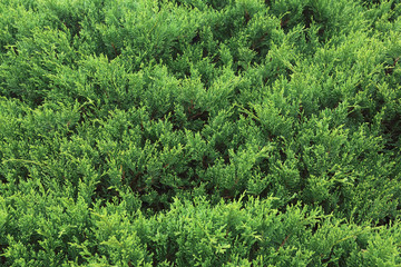 green pine tree in nature