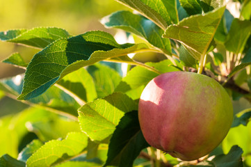 Apple on a sunny day in fruit garden.NEF