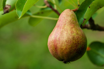 Pear on a tree in fruit garden