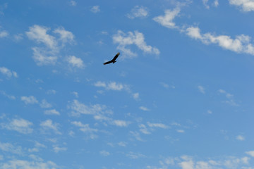 A lonely wild bird flying in the sky