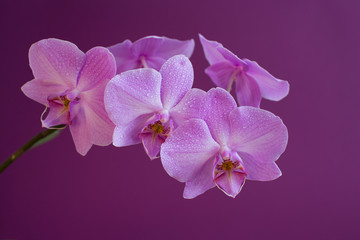 Orchids on a purple background in drops of dew