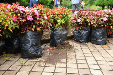 flower sprout prepare planting in garden