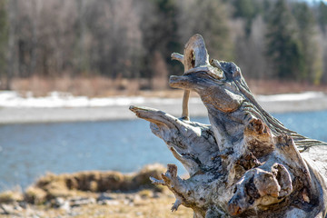 Old tree stump lies on the ground rotting away.