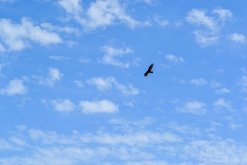 A lonely wild bird flying in the sky